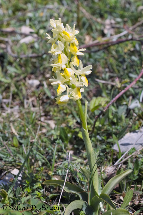 Orchis pauciflora - monti Lucretili